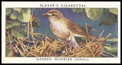 44 Garden Warbler